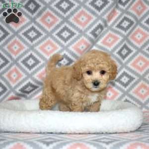 Pogo, Bich-Poo Puppy